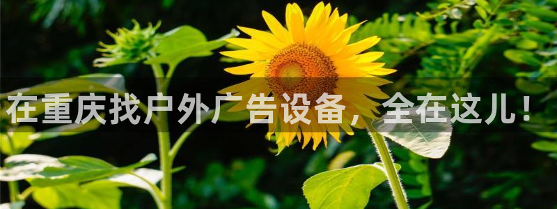 杏宇平台注册地址